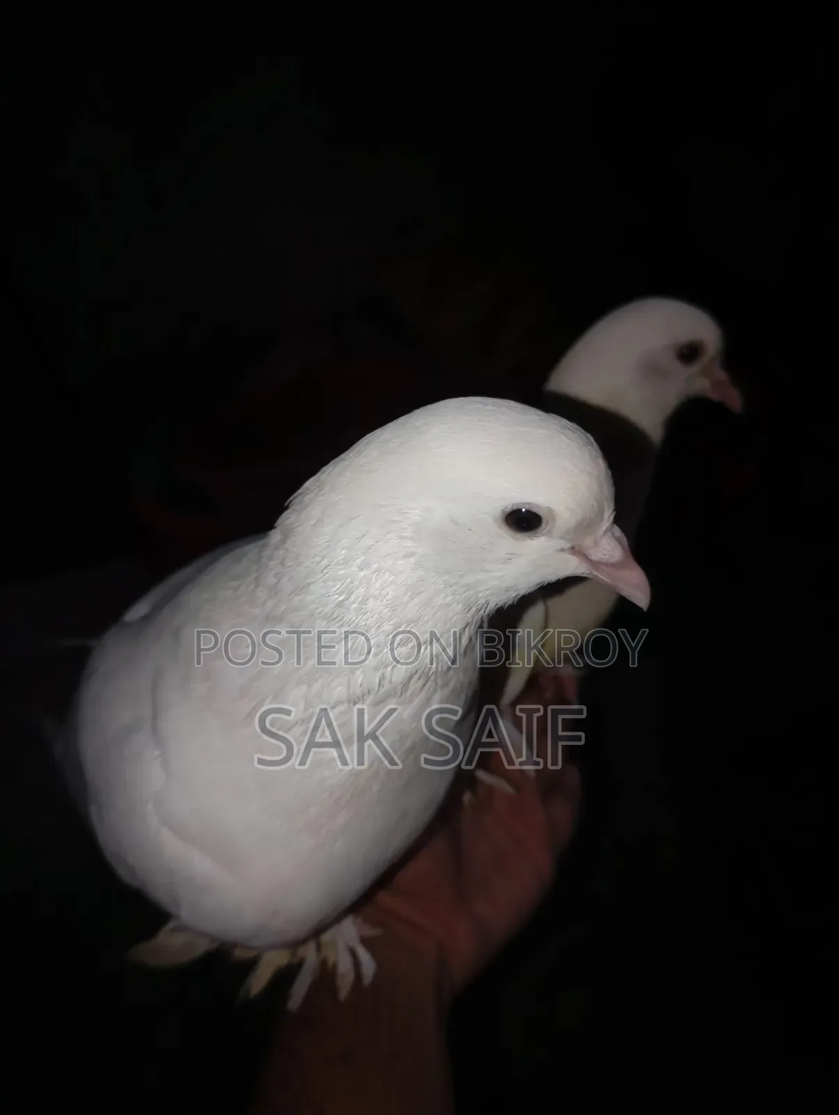 Original Rajgola Running Pigeons