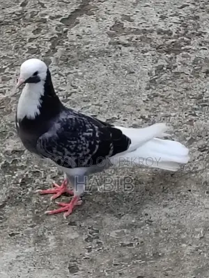 Gorra Female Pigeon