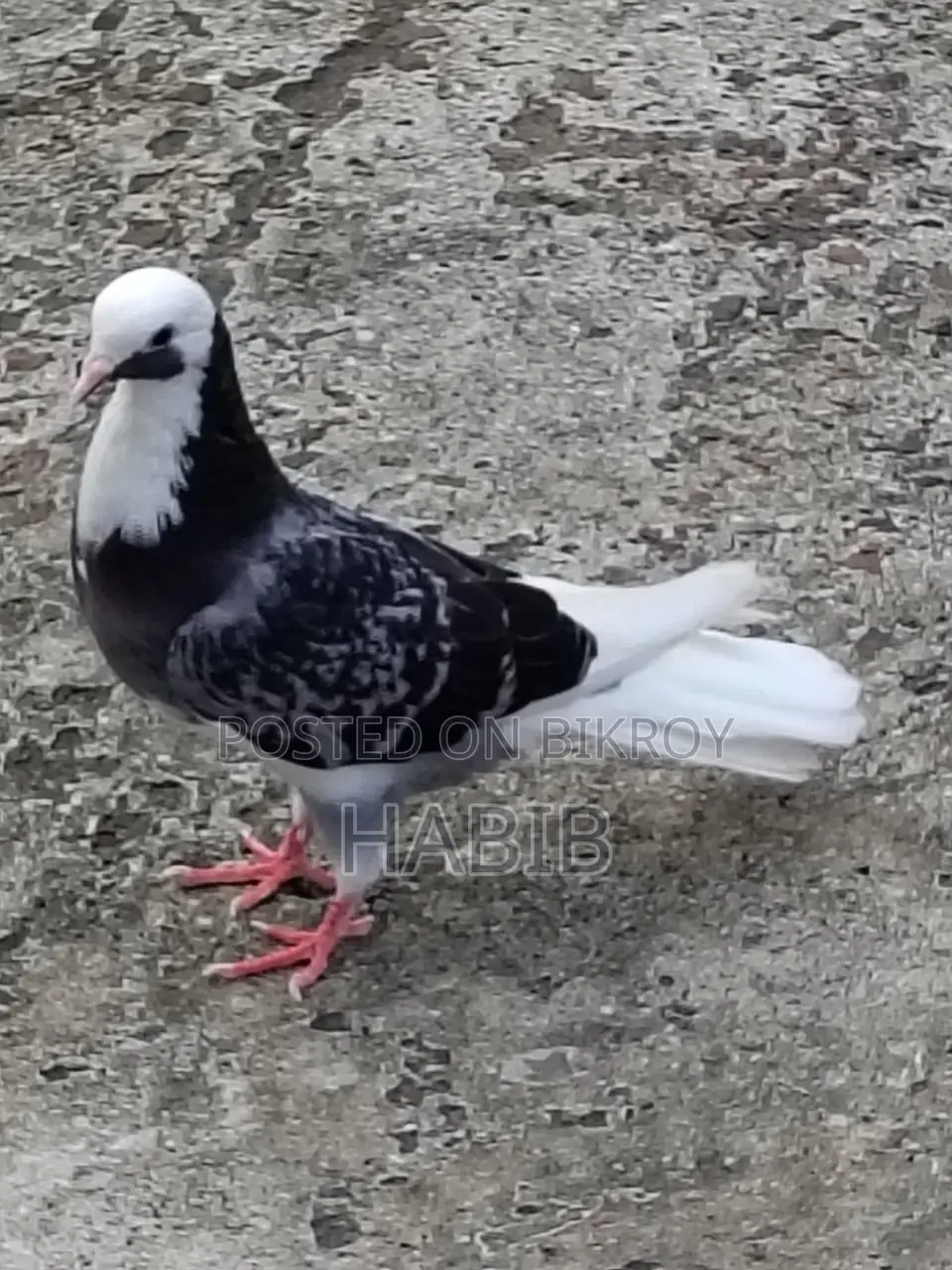 Gorra Female Pigeon