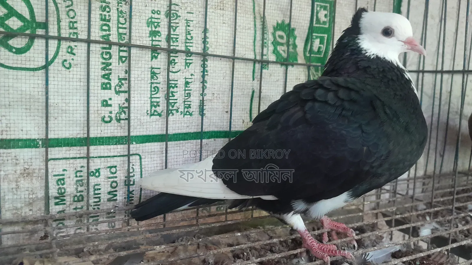 কালো সাদা রাজগোল্লা মাদি কবুতর