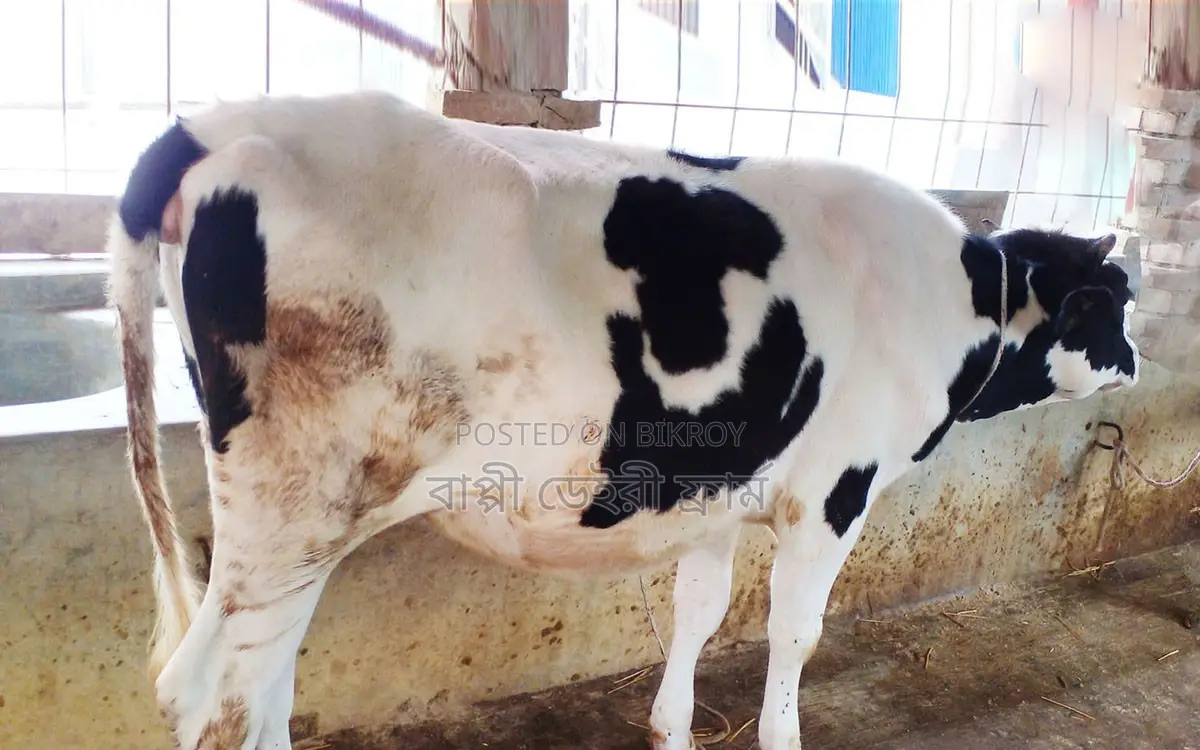 Ready Heifer Cow No. 1617.