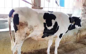 Ready Heifer Cow No. 1617.