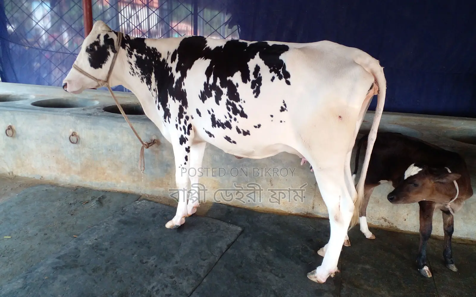 Cow No. 1418 for Sale - High Yield Breed.