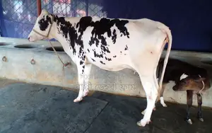 Cow No. 1418 for Sale - High Yield Breed.