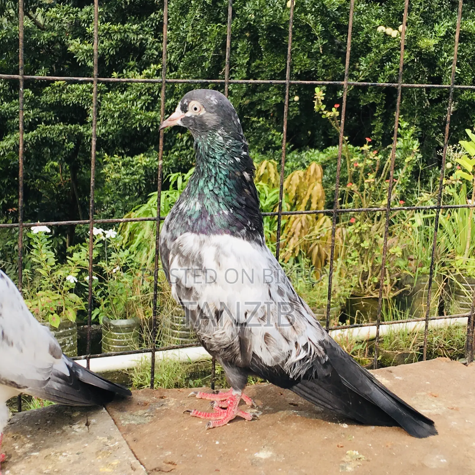 Saki Teddy Pigeon Male