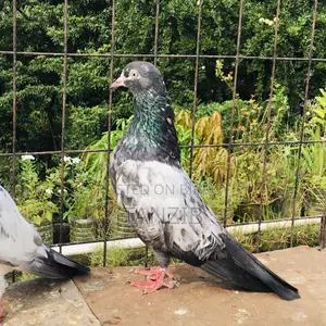 Saki Teddy Pigeon Male