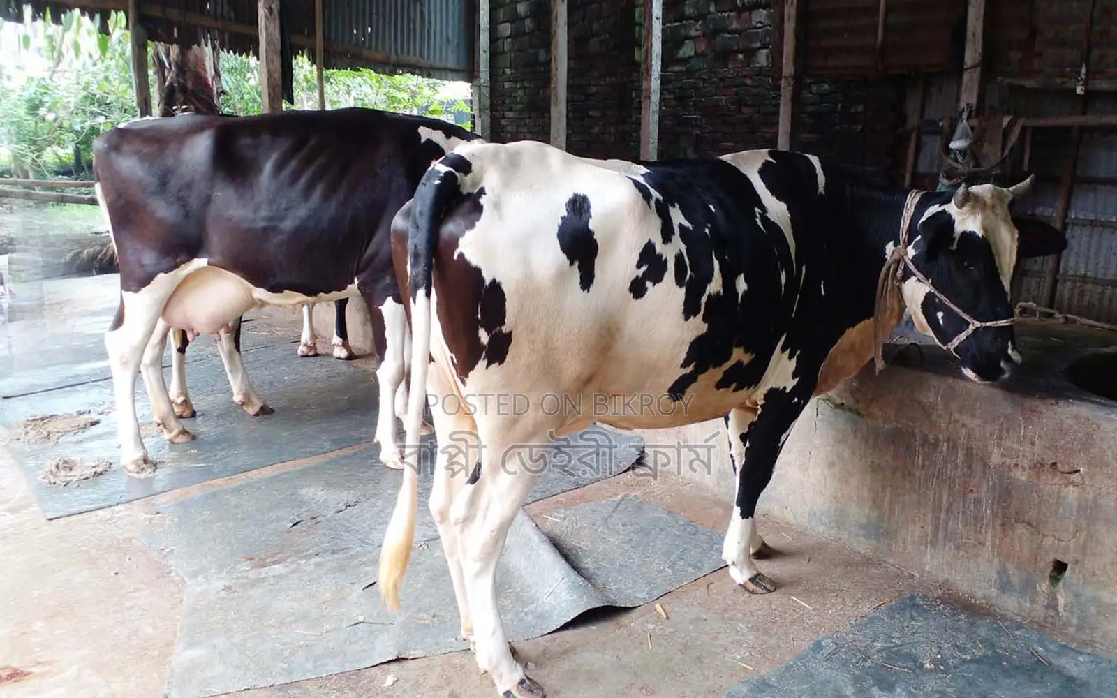 Cow No. 1619 - 2 Cows for Sale, High Yield Breed.