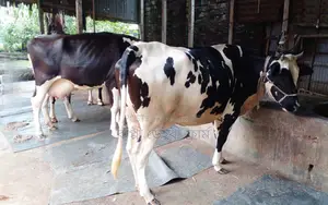 Cow No. 1619 - 2 Cows for Sale, High Yield Breed.