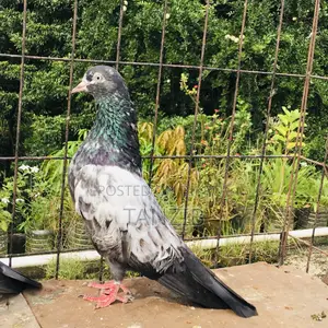Saki Teddy Pigeon Male