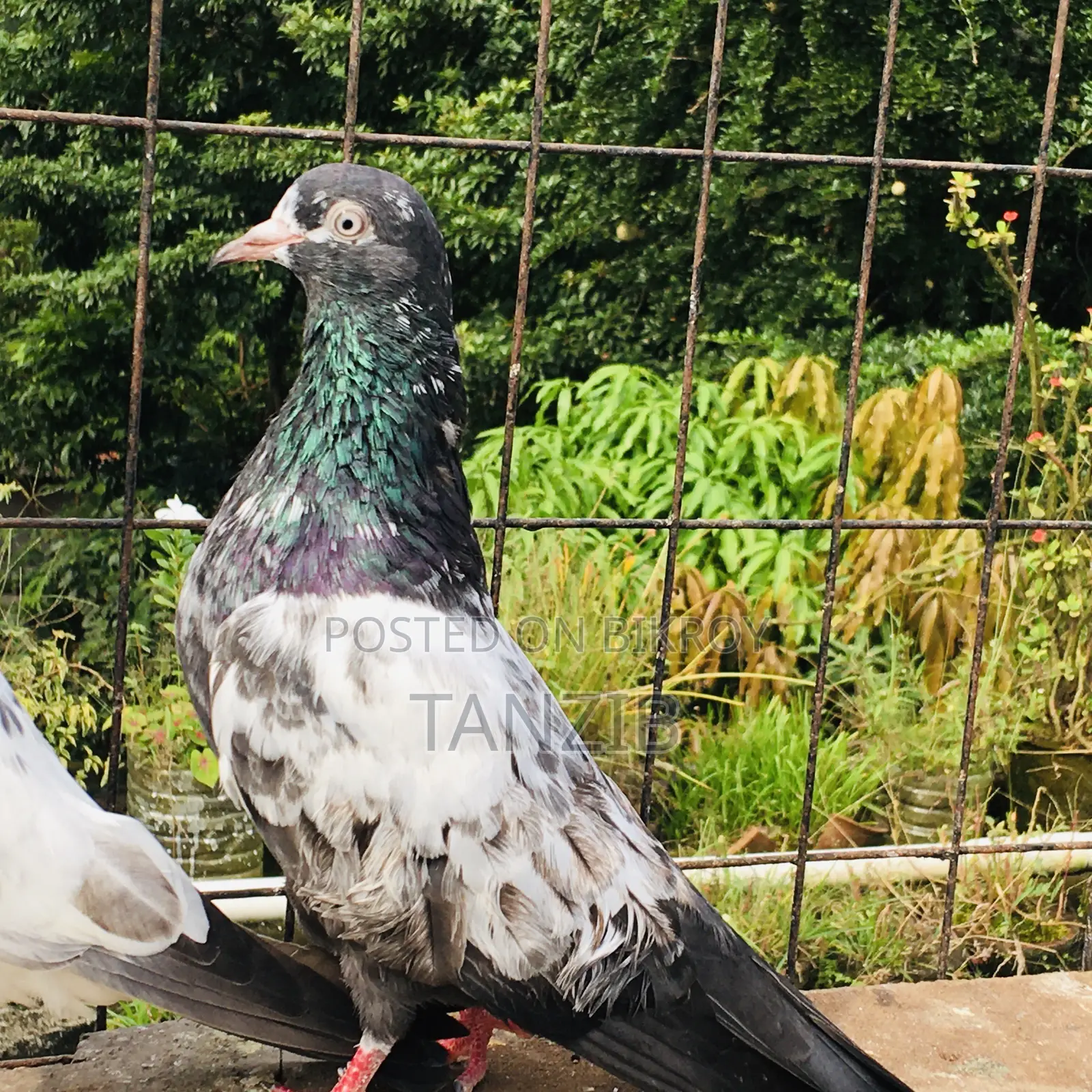 Saki Teddy Pigeon Male