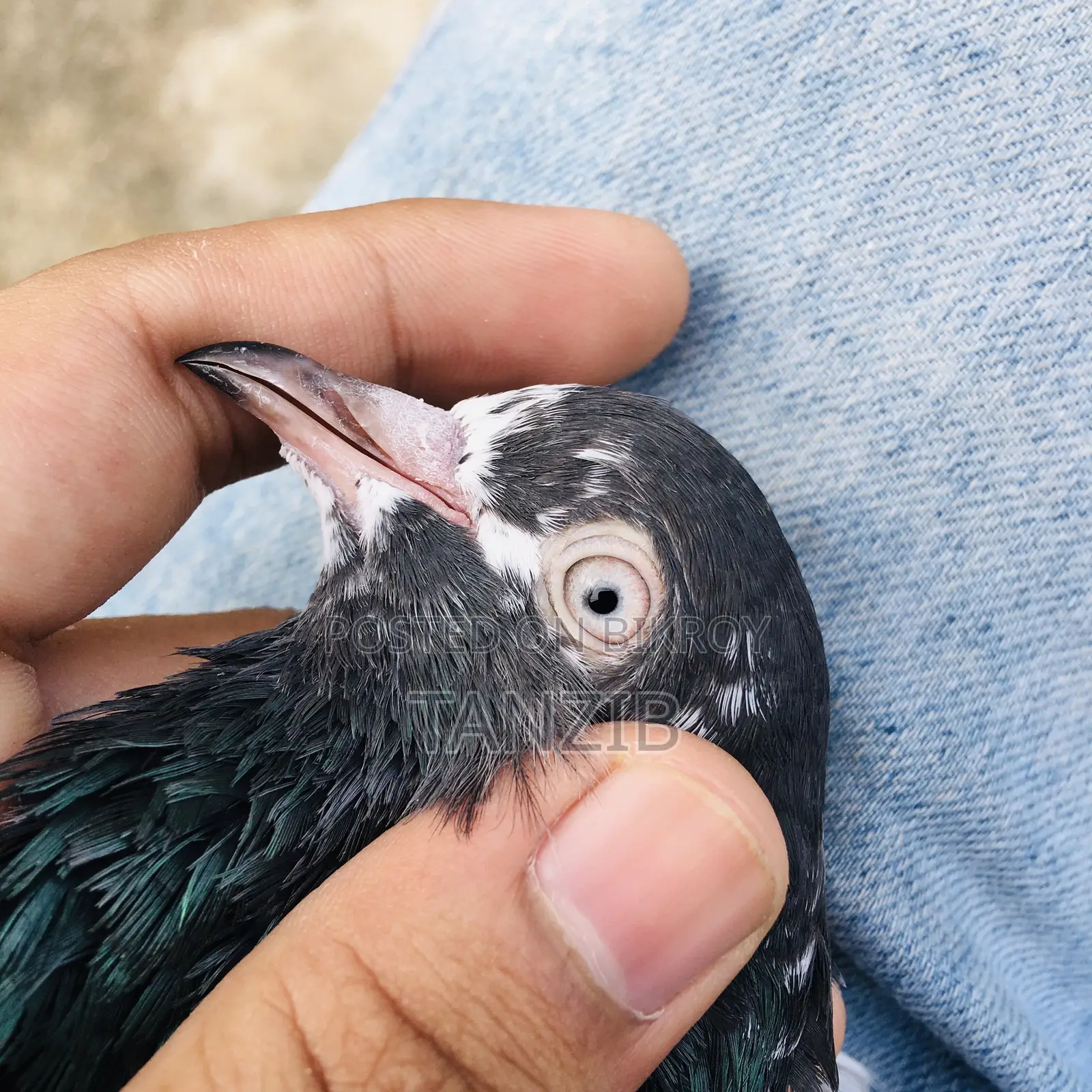 Saki Teddy Pigeon Male