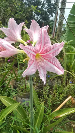 লিলি ফুল গাছ