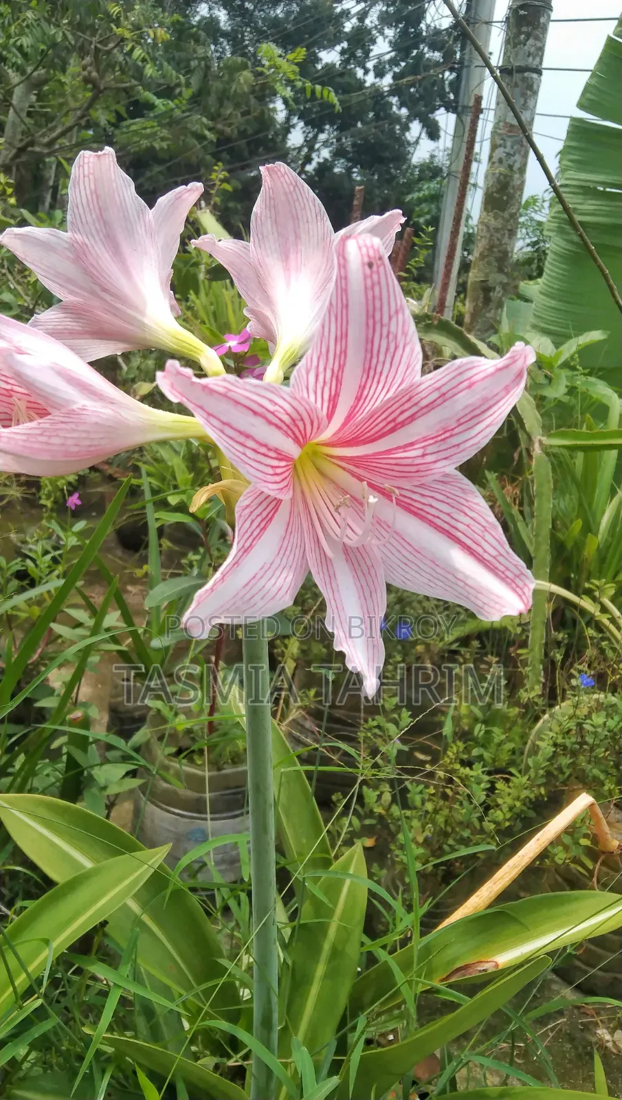 লিলি ফুল গাছ