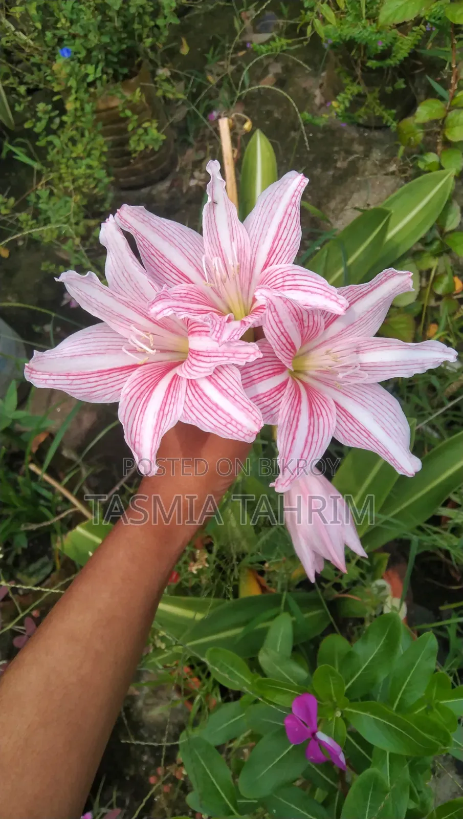 লিলি ফুল গাছ