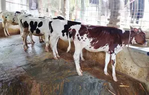 ১৬২০ নং ৫টি উন্নত জাতের বকনা বাছুর কিনুন ।