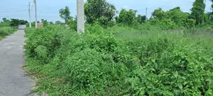 জলসিঁড়িতে ফিল ভিউ এবং ৬০ ফুট এভিনিউর ৫ কাঠার প্লট বিক্রি