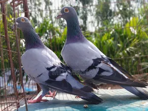A pair of running racer homing pigeons