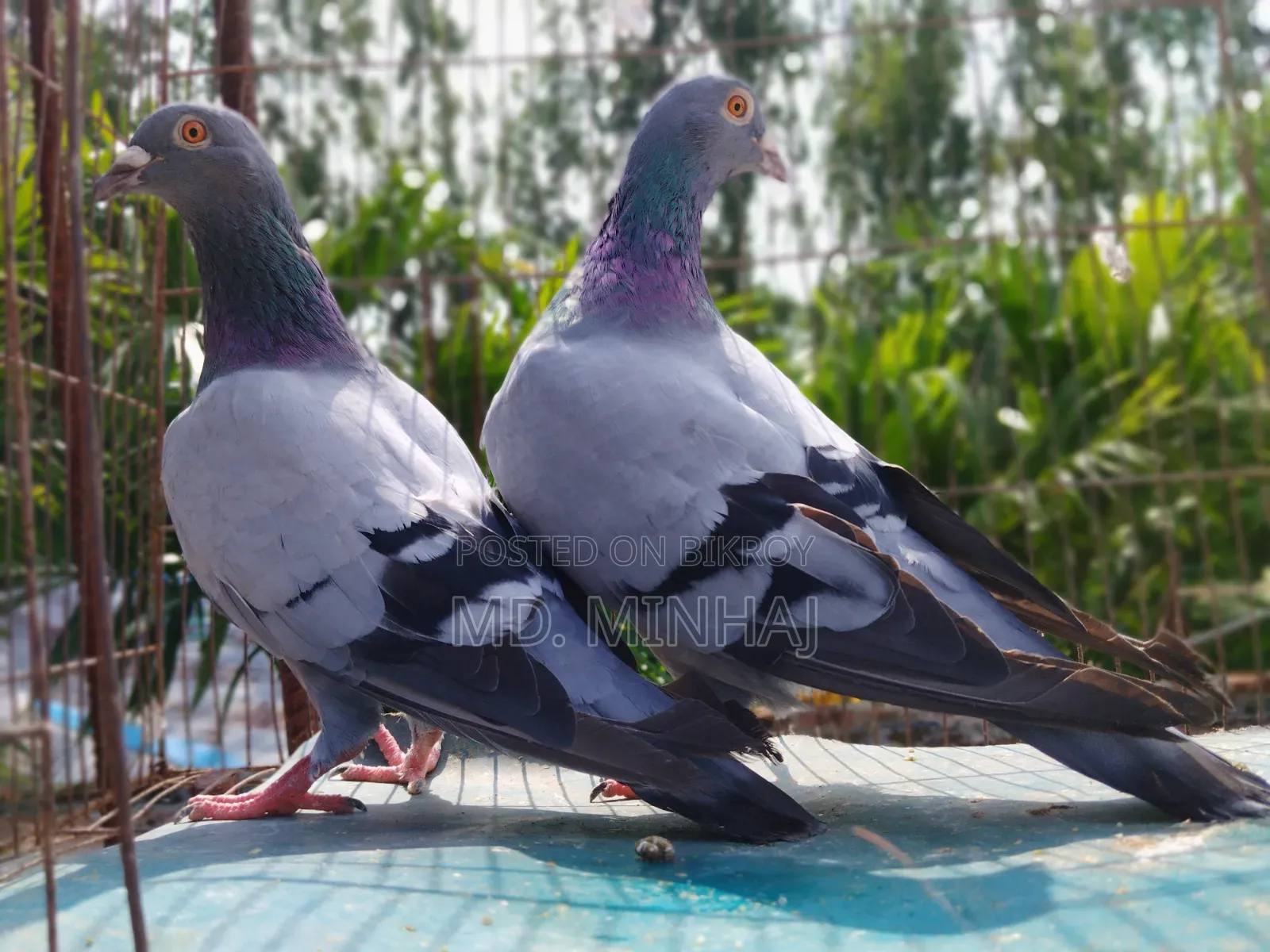 A pair of running racer homing pigeons