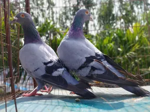 A pair of running racer homing pigeons
