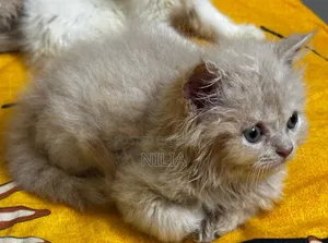 1-3 months Female Purebred Persian