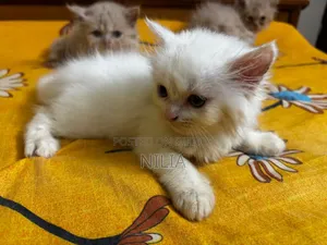 1-3 months Female Purebred Persian
