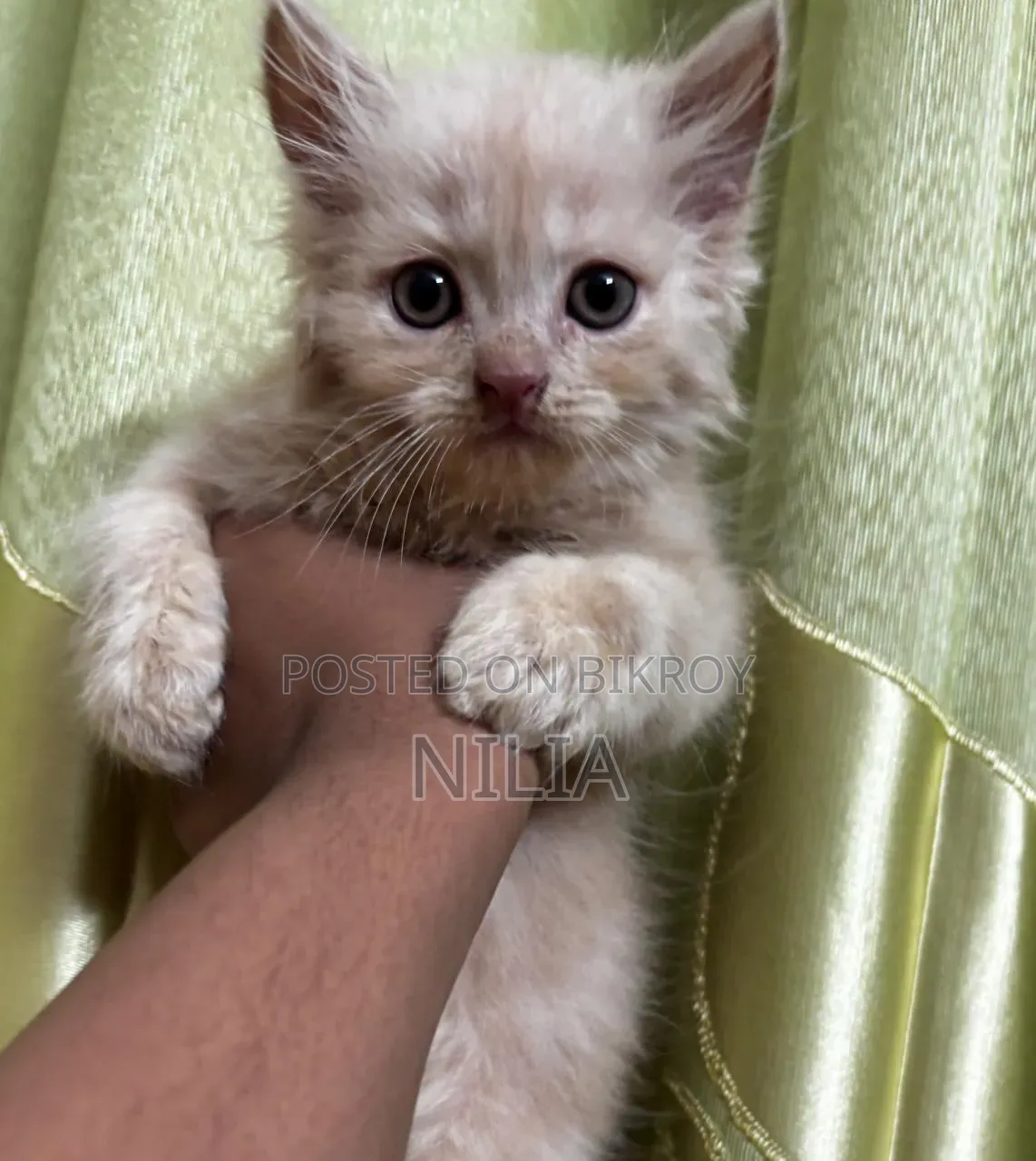 1-3 months Female Purebred Persian