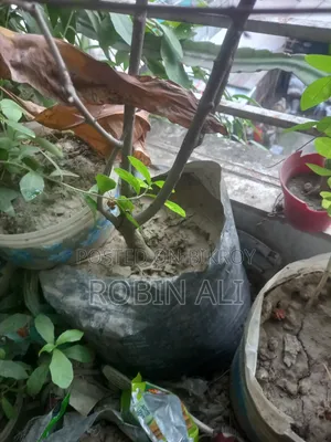 ডালিম গাছ( ৪টা ডালিম ও ফুল সহ)