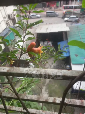ডালিম গাছ( ৪টা ডালিম ও ফুল সহ)