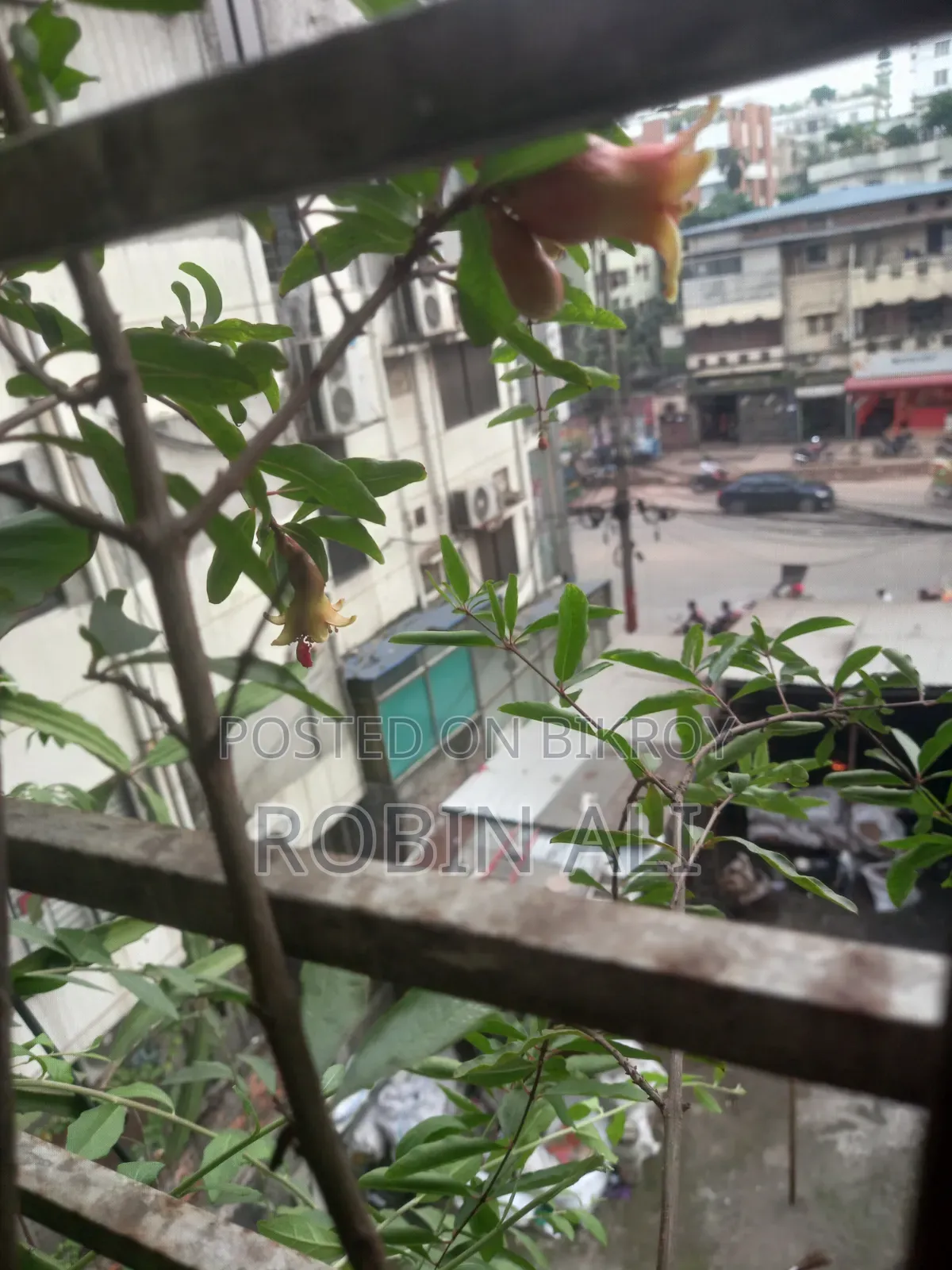 ডালিম গাছ( ৪টা ডালিম ও ফুল সহ)