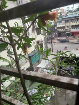 ডালিম গাছ( ৪টা ডালিম ও ফুল সহ)