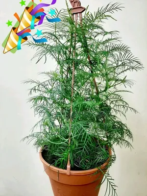 কুঞ্জলতা গাছ টব সহ ( ফুল ও কলি সহ)