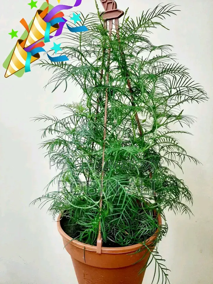 কুঞ্জলতা গাছ টব সহ ( ফুল ও কলি সহ)