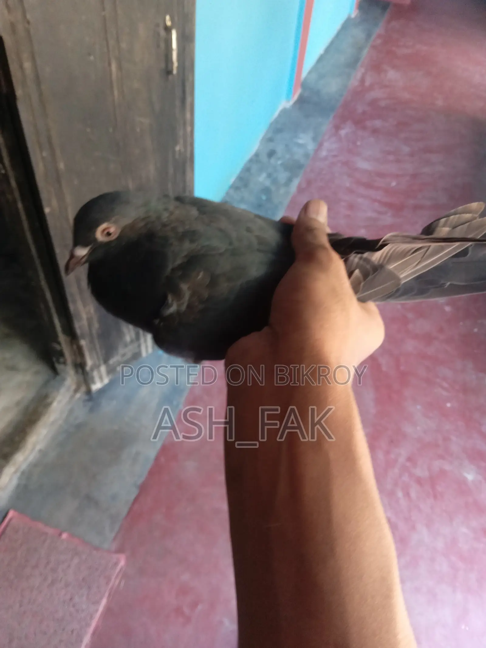 Black Checker Pigeon Raiser Running Pair