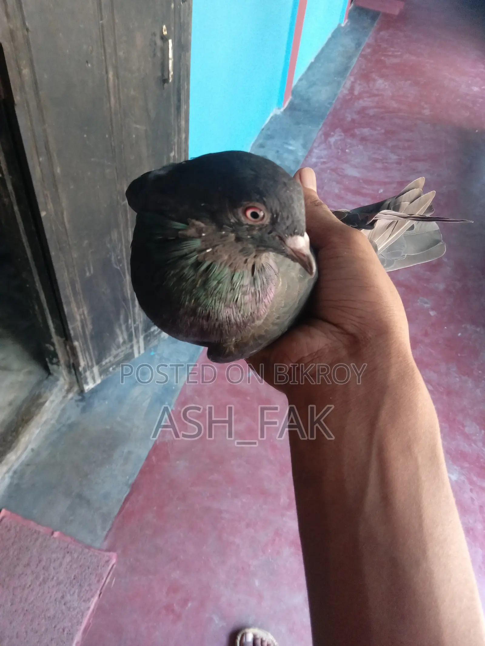 Black Checker Pigeon Raiser Running Pair