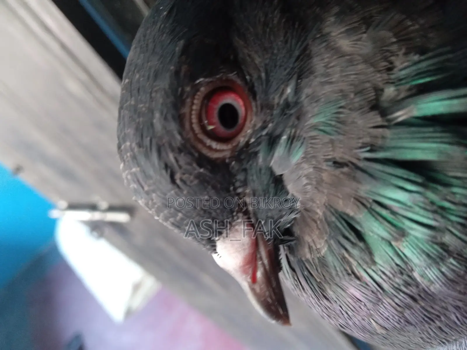 Black Checker Pigeon Raiser Running Pair
