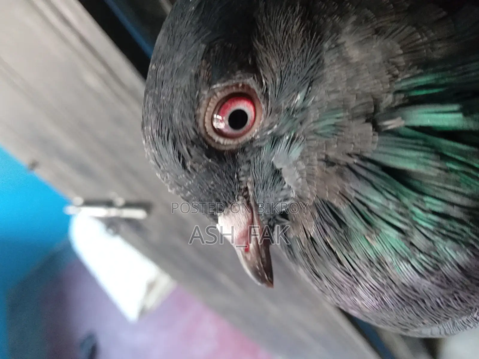 Black Checker Pigeon Raiser Running Pair