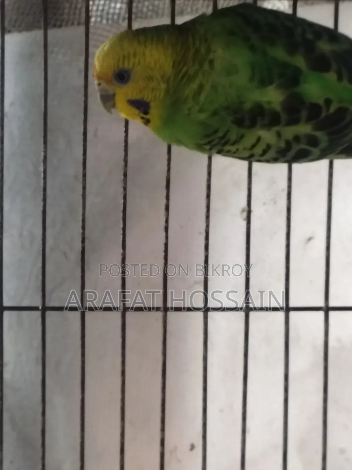 বাজ্রিগার গ্রিন ক্লাসিক / বাজি রানিং পেয়ার