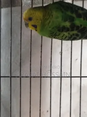 বাজ্রিগার গ্রিন ক্লাসিক / বাজি রানিং পেয়ার