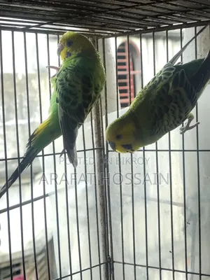 বাজ্রিগার গ্রিন ক্লাসিক / বাজি রানিং পেয়ার