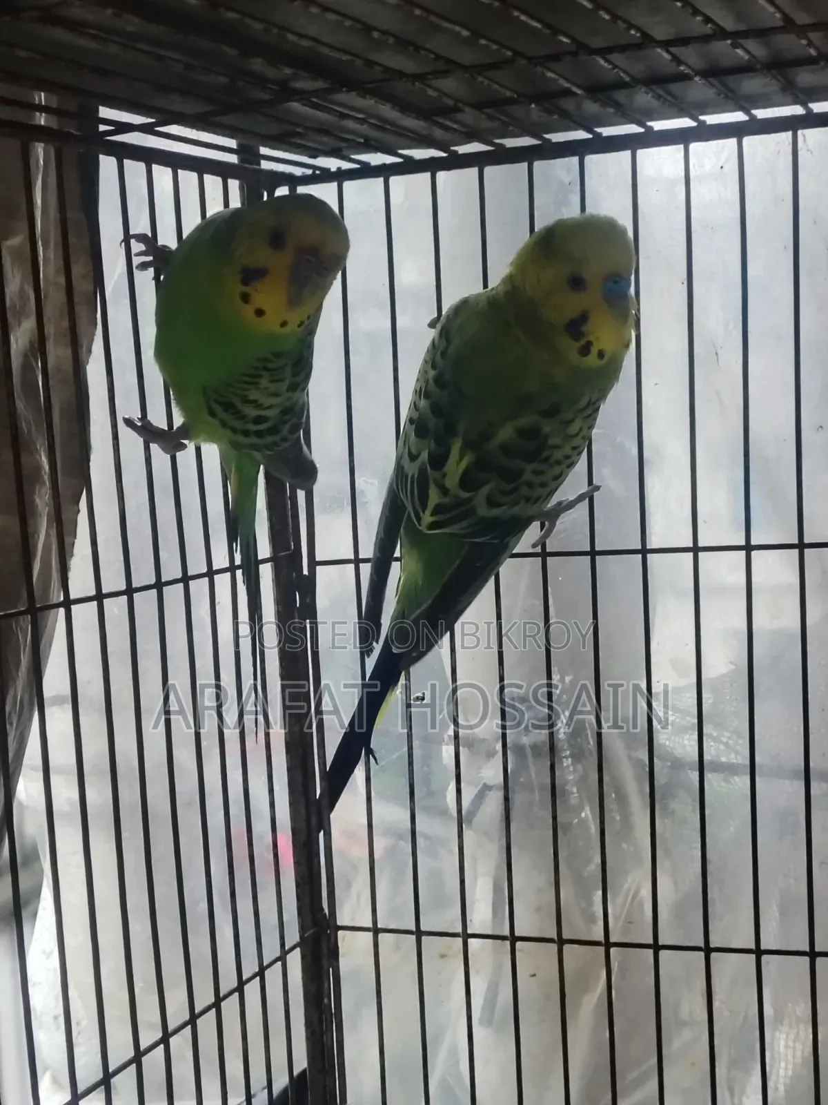 বাজ্রিগার গ্রিন ক্লাসিক / বাজি রানিং পেয়ার