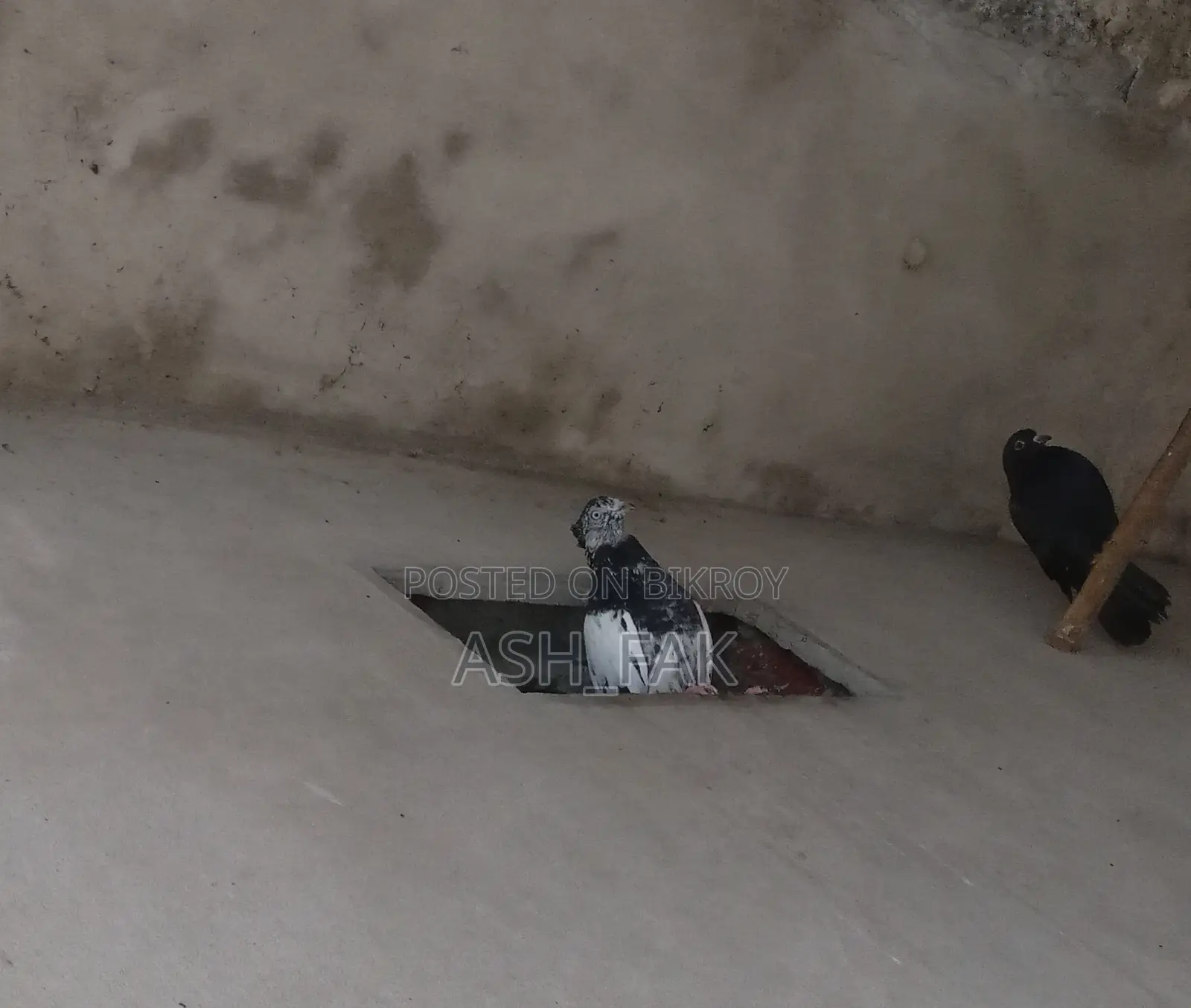Gribaz Single Female Pigeon