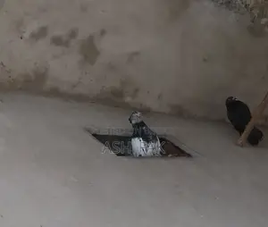 Gribaz Single Female Pigeon