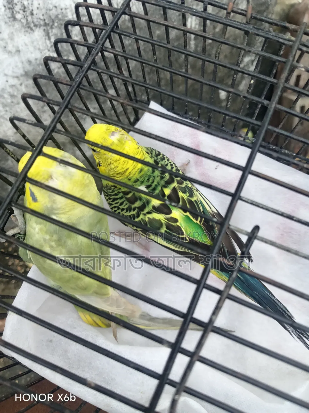 A pair of breeding budgerigar birds for sale