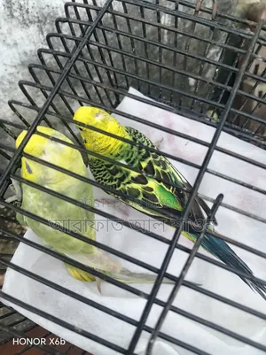 A pair of breeding budgerigar birds for sale