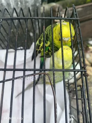 A pair of breeding budgerigar birds for sale