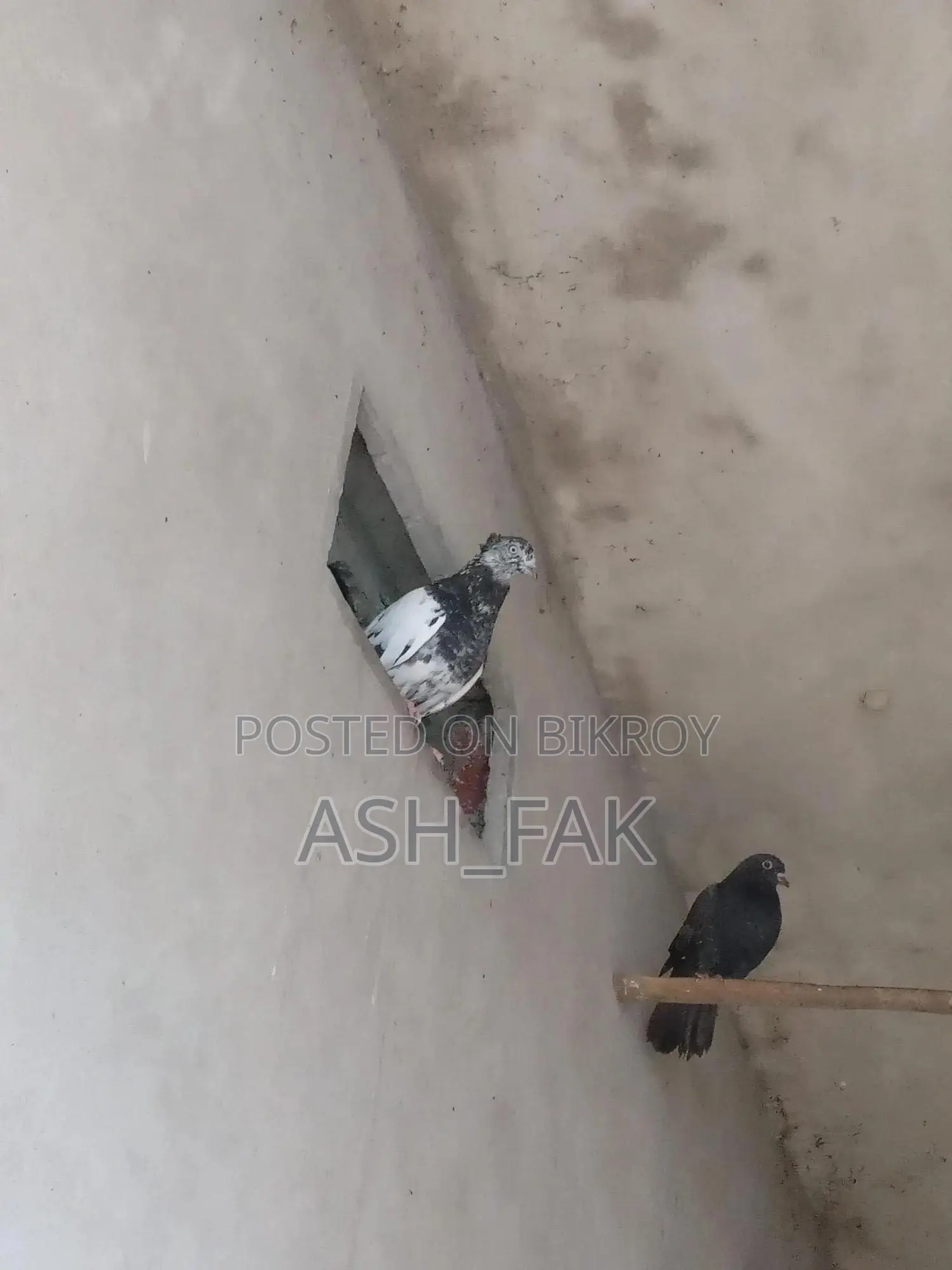 Gribaz Single Female Pigeon