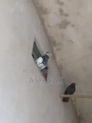 Gribaz Single Female Pigeon