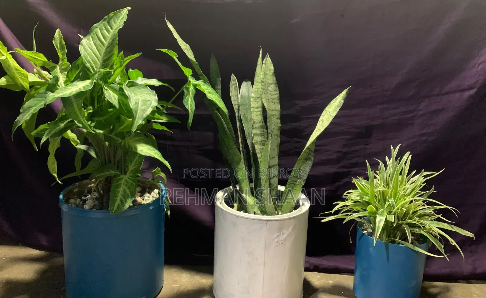 ইনডোর প্লান্টস কম্বো অফার
