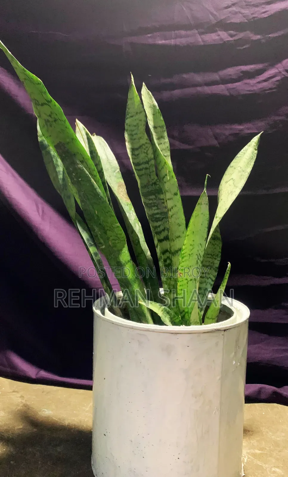 ইনডোর প্লান্টস কম্বো অফার