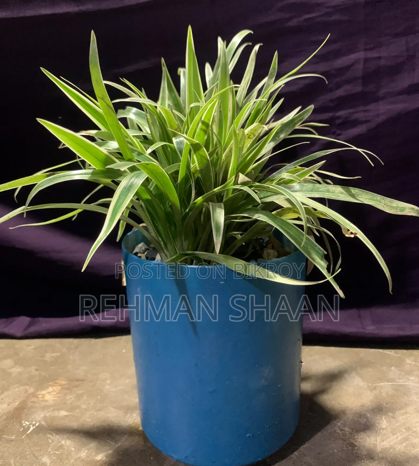 ইনডোর প্লান্টস কম্বো অফার